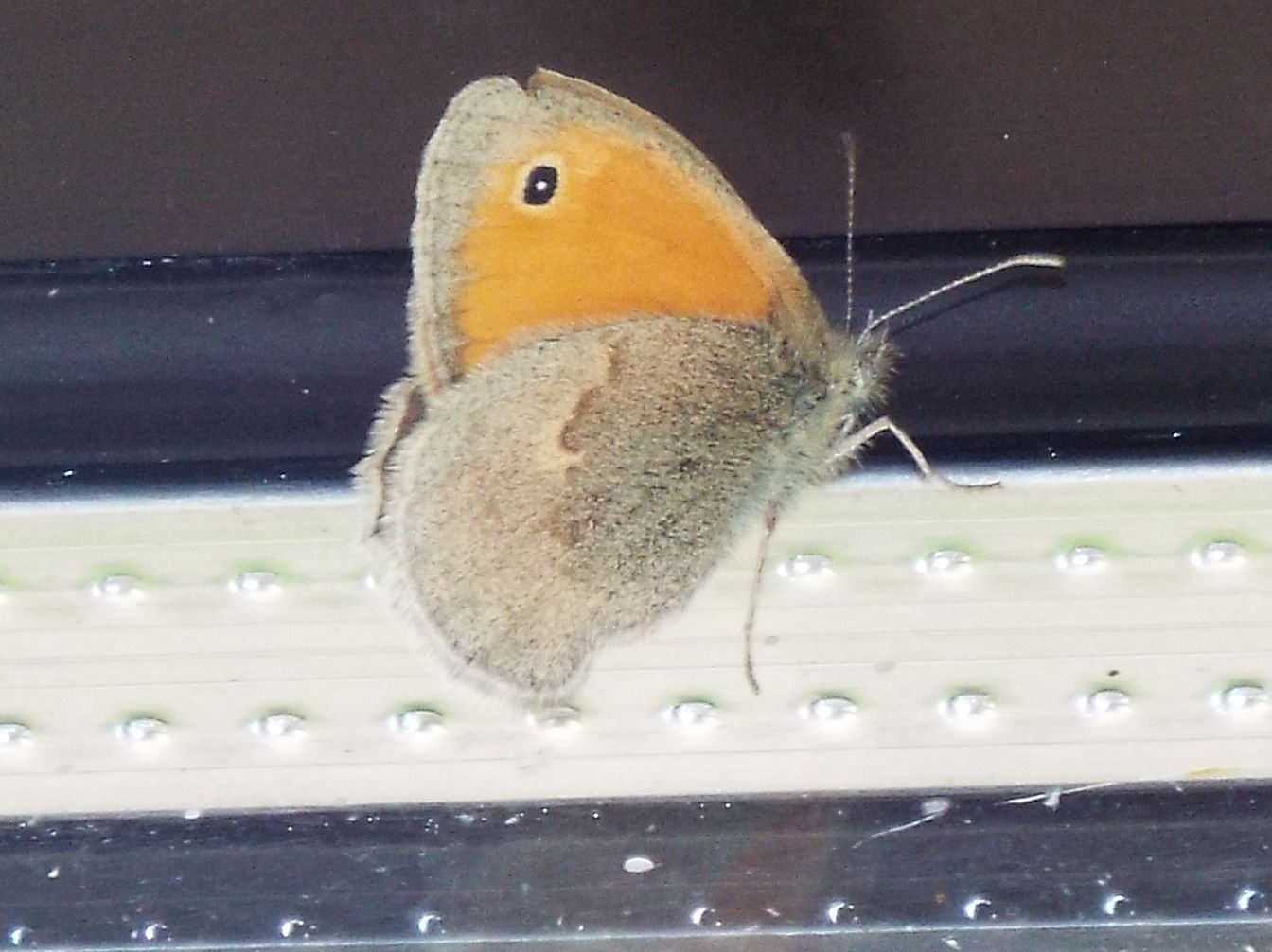 Farfalla da identificare - Coenonympha pamphilus